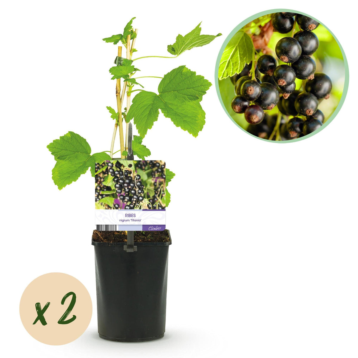 Schwarze Johannisbeere „Titania“ – 2 Pflanzen, ca. 40 cm hoch, Topf 11 cm - Green Guardia - Ihr Experte für Schädlinge und Pflanzen