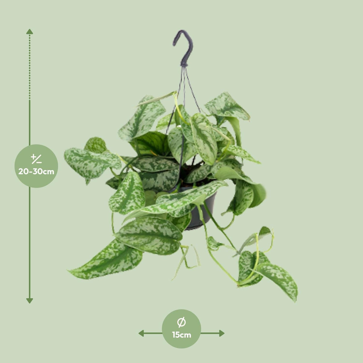 Scindapsus Pictus ‘Trebie’ – Gefleckte Efeutute - 15 - 25 cm - Green Guardia - Ihr Experte für Schädlinge und Pflanzen