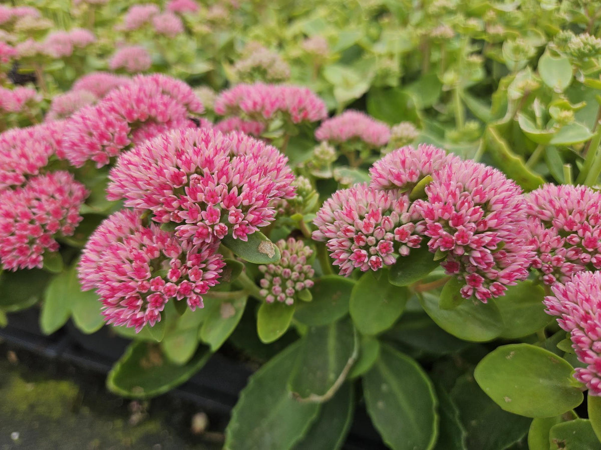 Sedum ‘Herbstfreude’ – kompakte Fetthenne, 10–25 cm hoch - Green Guardia - Ihr Experte für Schädlinge und Pflanzen
