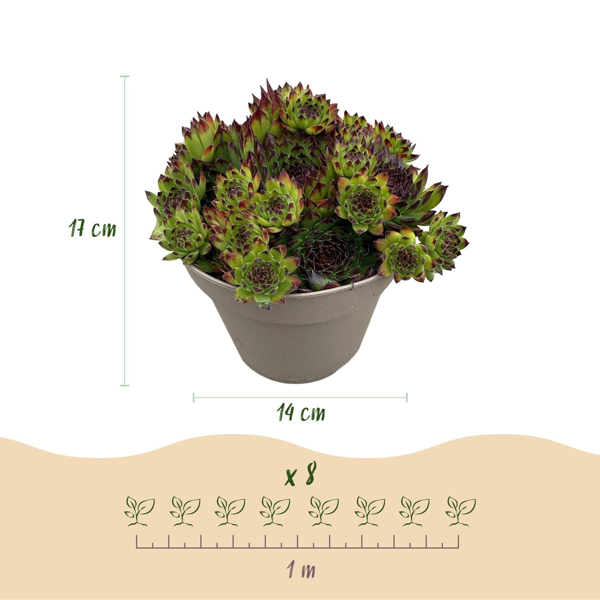 Sempervivum ‘Big Sam’ – Bodendecker – winterhart & pflegeleicht – verschiedene Farben – 8 Pflanzen – 14 cm Topf, ca. 17 cm hoch - Green Guardia - Ihr Experte für Schädlinge und Pflanzen