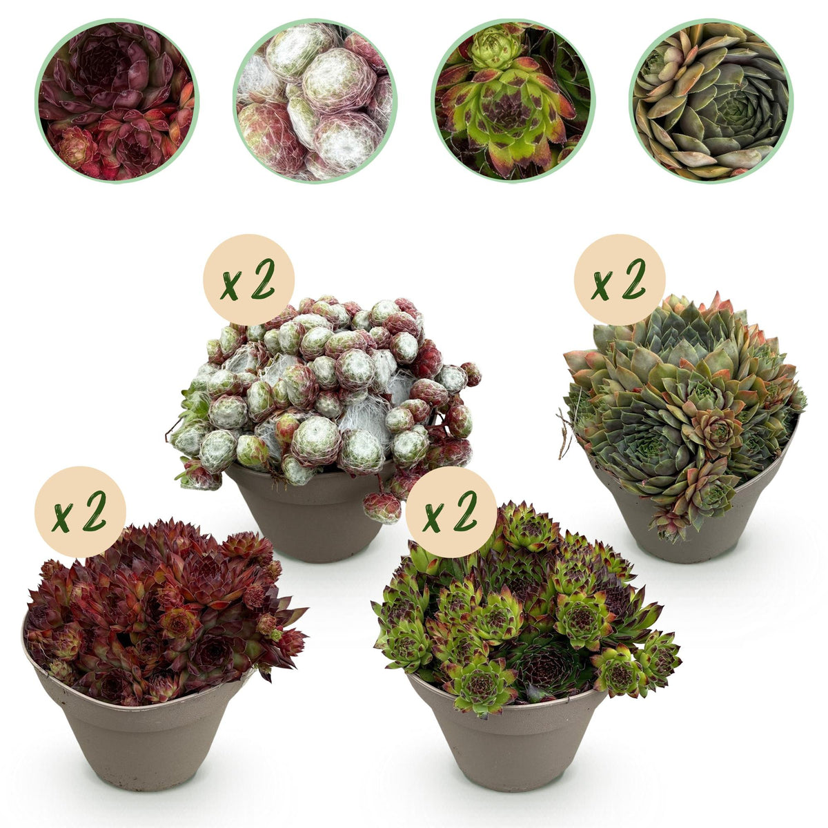 Sempervivum ‘Big Sam’ – Bodendecker – winterhart & pflegeleicht – verschiedene Farben – 8 Pflanzen – 14 cm Topf, ca. 17 cm hoch - Green Guardia - Ihr Experte für Schädlinge und Pflanzen