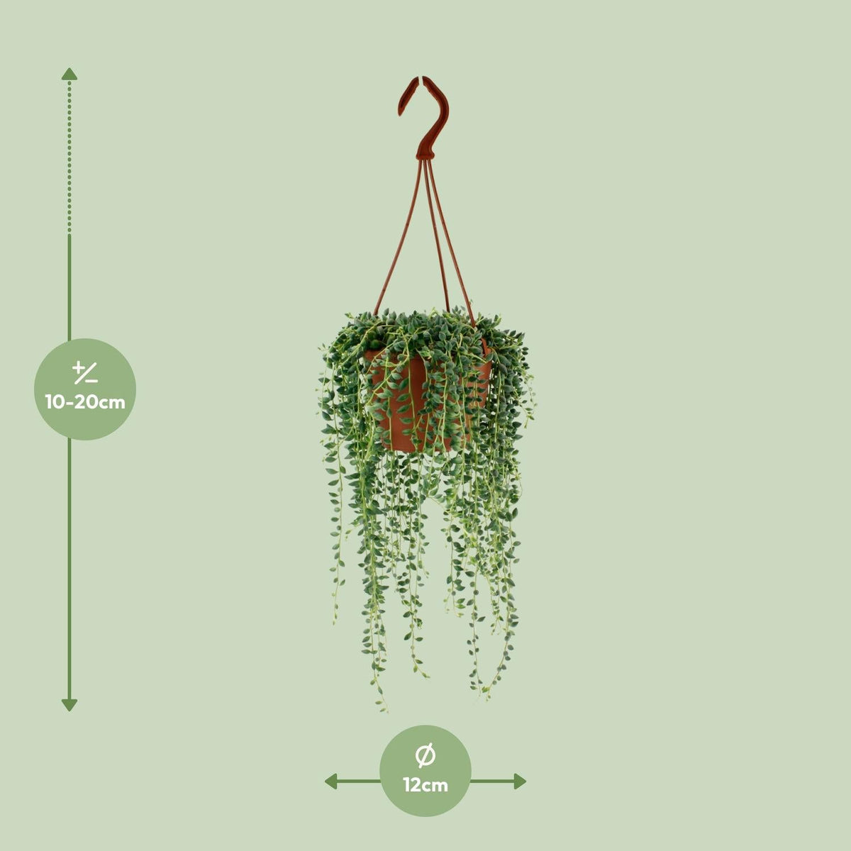 Senecio Herreianus – Erbsenpflanze - 20 - 25 cm - Green Guardia - Ihr Experte für Schädlinge und Pflanzen