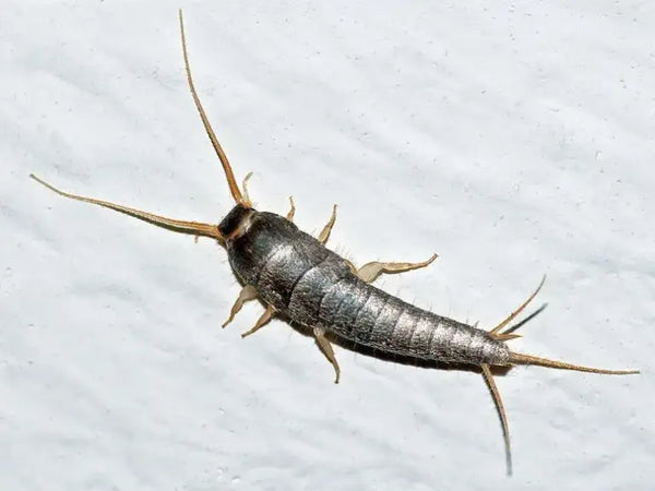 Silberfische 