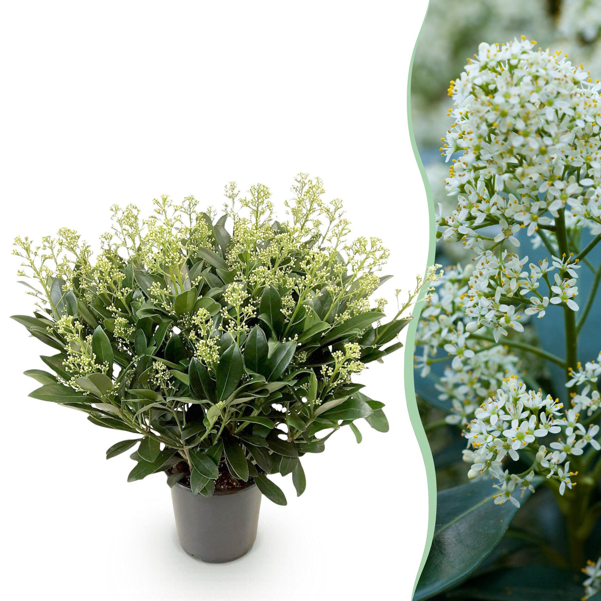 Skimmia japonica ‘Finchy’ – winterhart – Weiße Blüten – 10 bis zu über 40 Blüten – in verschiedenen Größen und Anzahl - Green Guardia - Ihr Experte für Schädlinge und Pflanzen