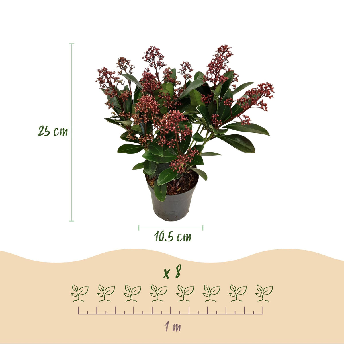 Skimmia japonica ‘Rubella’ – winterhart – rote Blüten – 10 bis zu über 40 Blüten – 3 Pflanzen – in verschiedenen Größen und Anzahl - Green Guardia - Ihr Experte für Schädlinge und Pflanzen