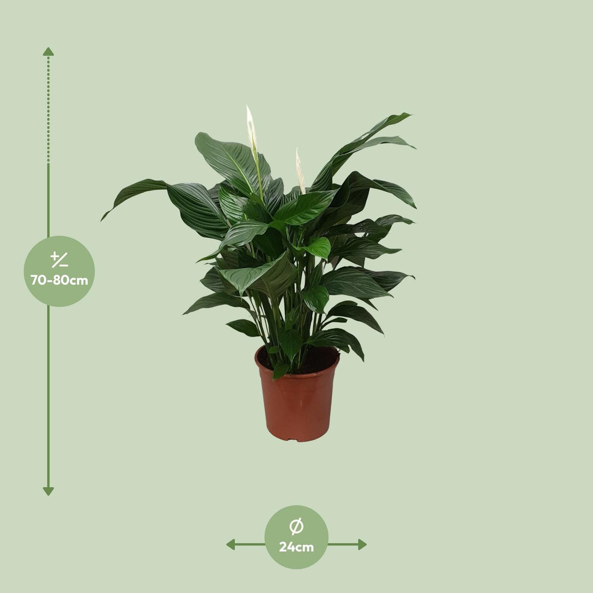 Spathiphyllum – Friedenslilie - verschiedene Farben & Größen - Green Guardia - Ihr Experte für Schädlinge und Pflanzen