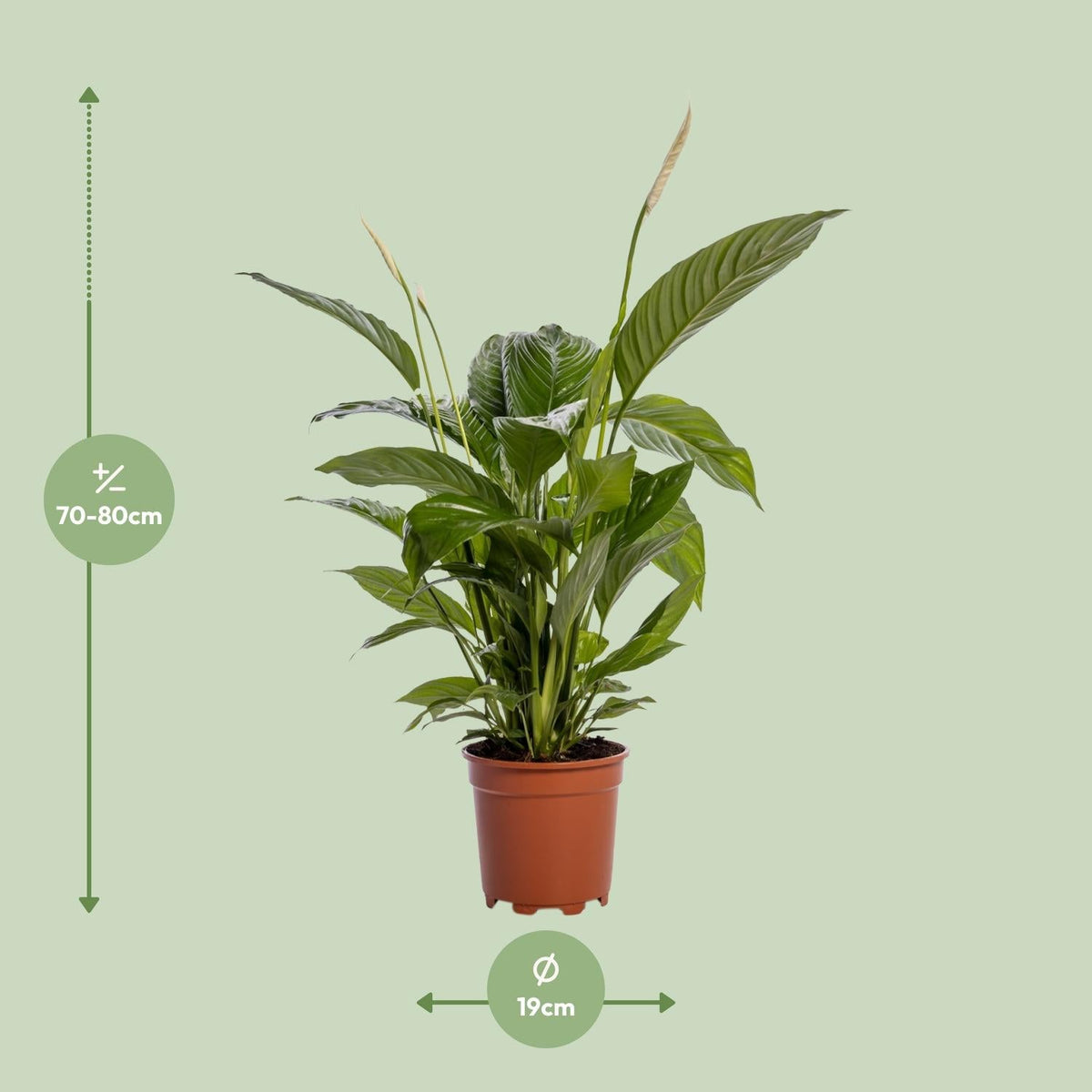 Spathiphyllum – Friedenslilie - verschiedene Farben & Größen - Green Guardia - Ihr Experte für Schädlinge und Pflanzen