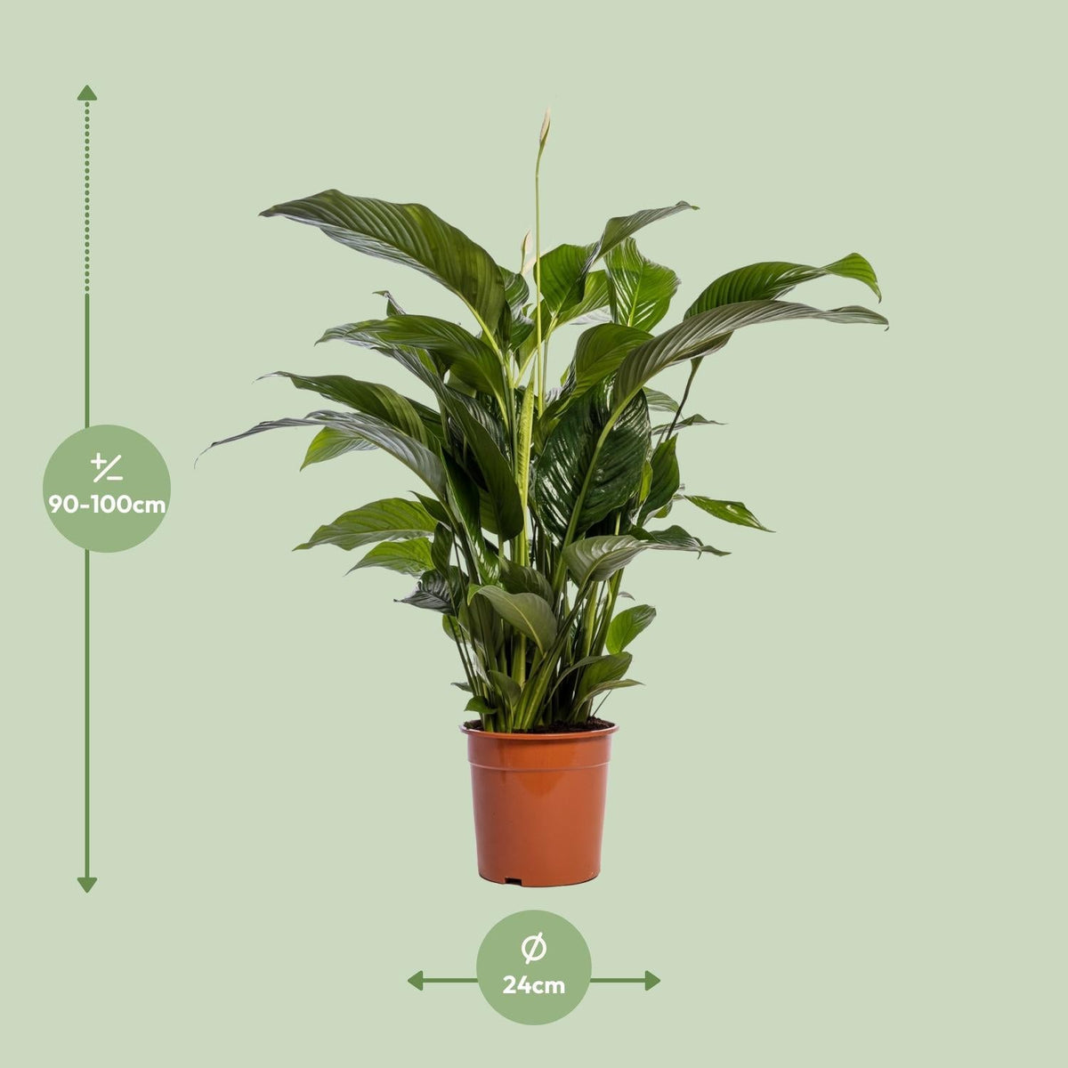 Spathiphyllum – Friedenslilie - verschiedene Farben & Größen - Green Guardia - Ihr Experte für Schädlinge und Pflanzen
