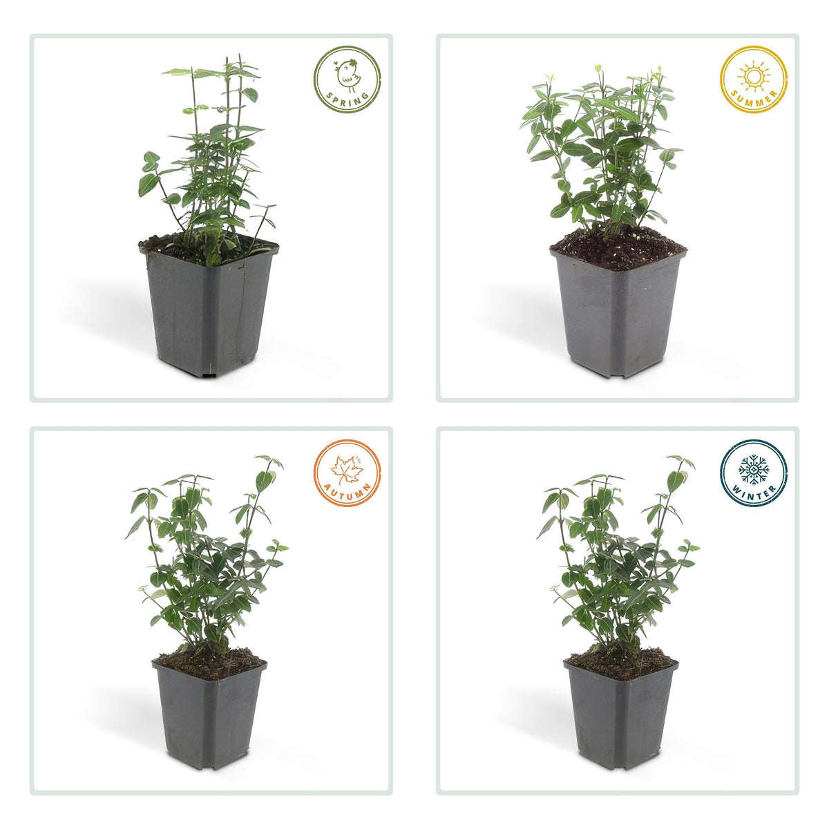 Spindelstrauch ‘Radicans’ – kompakte, immergrüne Sorte, 9 cm Topf, 10–25 cm Höhe - Green Guardia - Ihr Experte für Schädlinge und Pflanzen