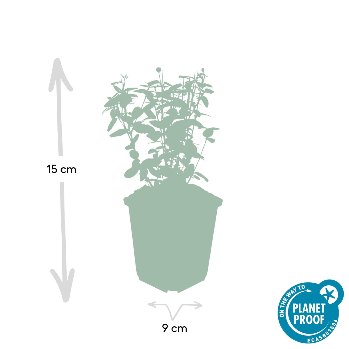 Spindelstrauch ‘Radicans’ – kompakte, immergrüne Sorte, 9 cm Topf, 10–25 cm Höhe - Green Guardia - Ihr Experte für Schädlinge und Pflanzen