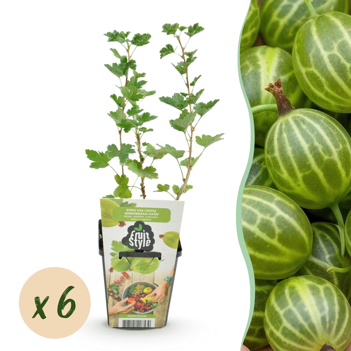 Stachelbeere – Ribes uva - crispa ‘Hinnonmäki Grün’ – winterhart – grüne Beeren – 3 - 6 Pflanzen – 9 cm Topf - Green Guardia - Ihr Experte für Schädlinge und Pflanzen
