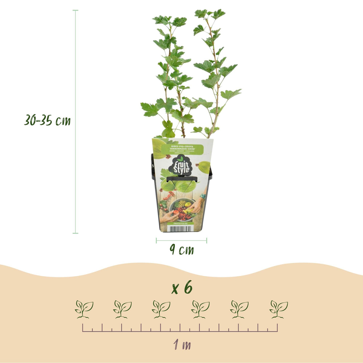 Stachelbeere – Ribes uva - crispa ‘Hinnonmäki Grün’ – winterhart – grüne Beeren – 3 - 6 Pflanzen – 9 cm Topf - Green Guardia - Ihr Experte für Schädlinge und Pflanzen