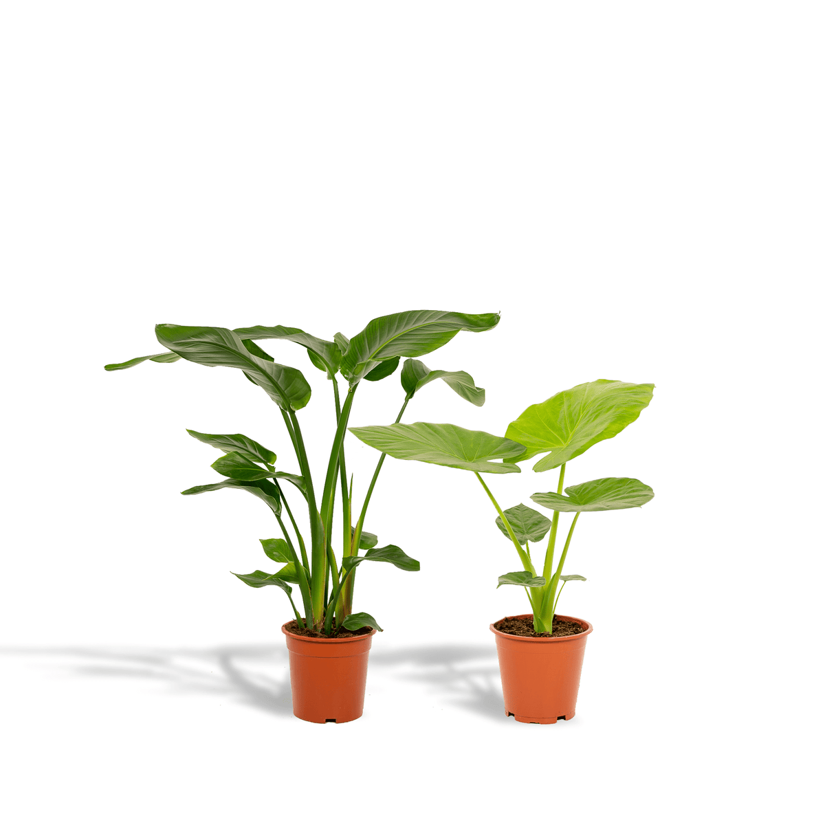 Strelitzia nicolai & Alocasia macrorrhiza – Paradiesvogelblume & Elefantenohr – 2 Pflanzen – 19 cm Topf, ca. 70–85 cm hoch - Green Guardia - Ihr Experte für Schädlinge und Pflanzen