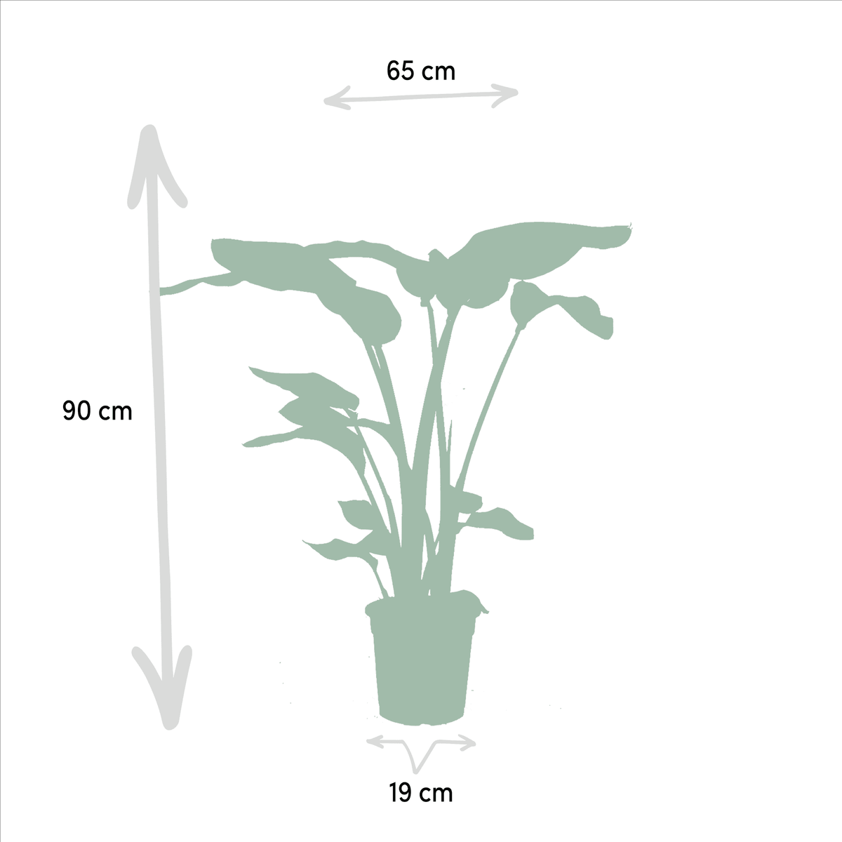 Strelitzia nicolai & Alocasia macrorrhiza – Paradiesvogelblume & Elefantenohr – 2 Pflanzen – 19 cm Topf, ca. 70–85 cm hoch - Green Guardia - Ihr Experte für Schädlinge und Pflanzen