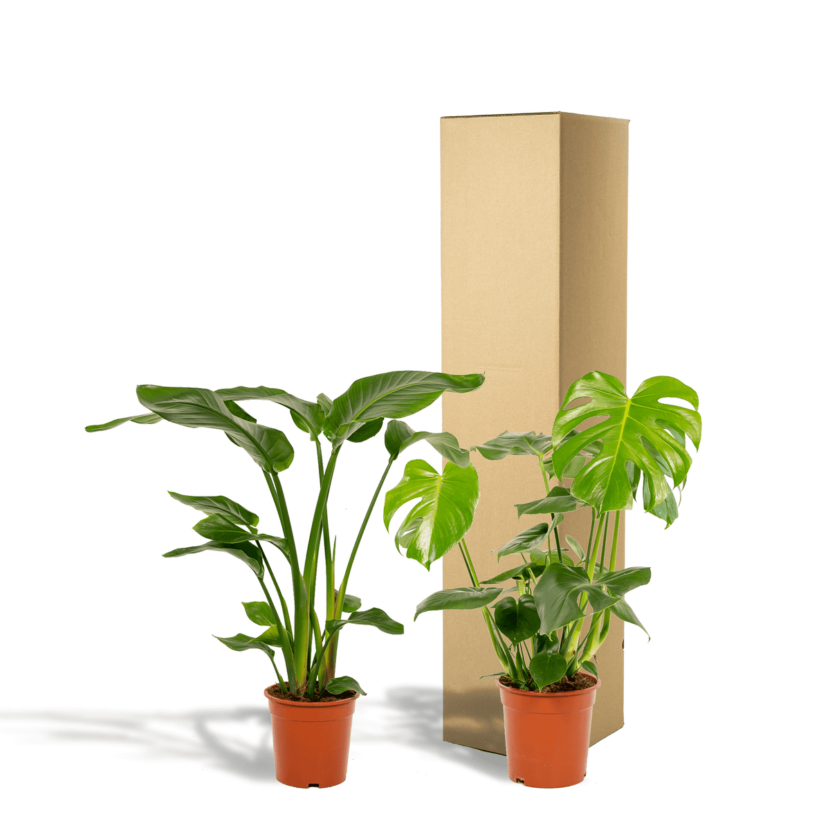 Strelitzia nicolai & Monstera deliciosa – Paradiesvogelblume & Fensterblatt – 2 Pflanzen – 19–21 cm Topf, ca. 75–85 cm hoch - Green Guardia - Ihr Experte für Schädlinge und Pflanzen