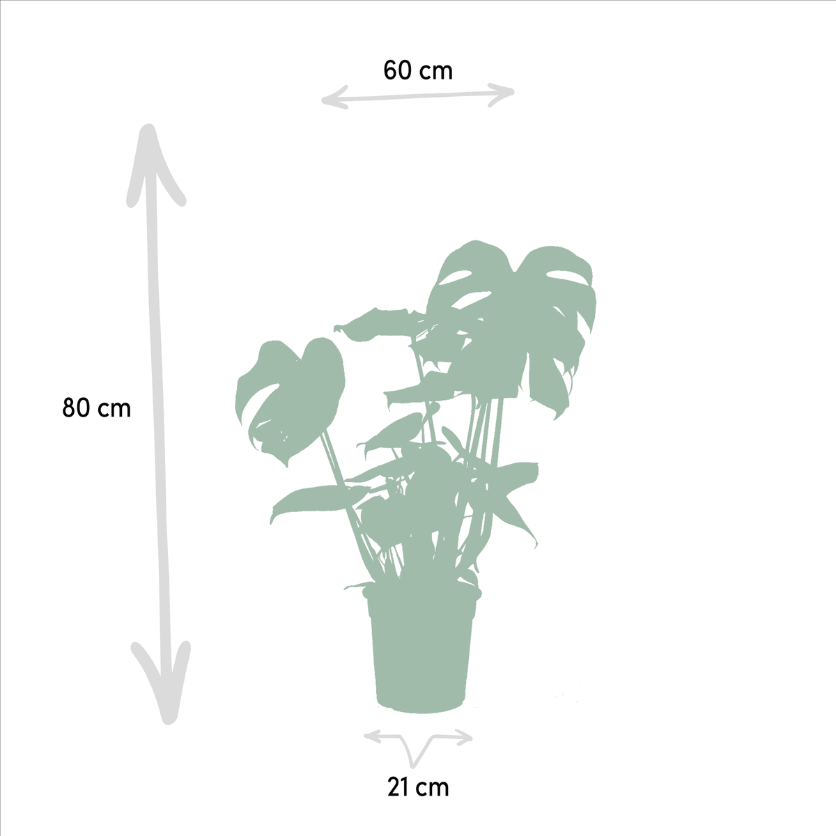 Strelitzia nicolai & Monstera deliciosa – Paradiesvogelblume & Fensterblatt – 2 Pflanzen – 19–21 cm Topf, ca. 75–85 cm hoch - Green Guardia - Ihr Experte für Schädlinge und Pflanzen