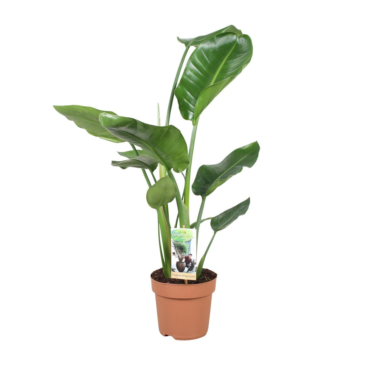 Strelitzia Nicolai – Weiße Paradiesvogelblume - 60 - 170 cm - Green Guardia - Ihr Experte für Schädlinge und Pflanzen