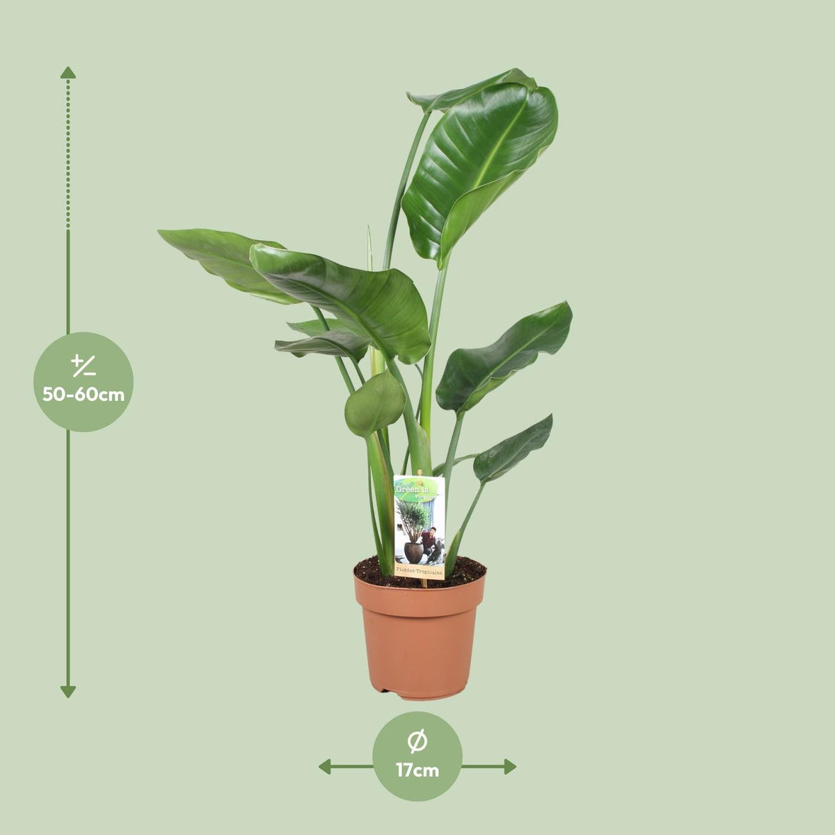 Strelitzia Nicolai – Weiße Paradiesvogelblume - 60 - 170 cm - Green Guardia - Ihr Experte für Schädlinge und Pflanzen