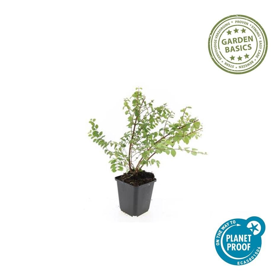 Symphoricarpos ‘Hancock’ – bodendeckender Zierstrauch, 9 cm Topf, 10–25 cm - Green Guardia - Ihr Experte für Schädlinge und Pflanzen