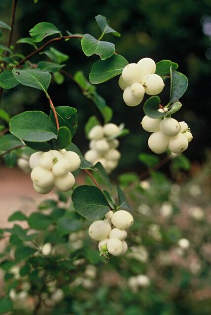 Symphoricarpos ‘Hancock’ – bodendeckender Zierstrauch, 9 cm Topf, 10–25 cm - Green Guardia - Ihr Experte für Schädlinge und Pflanzen