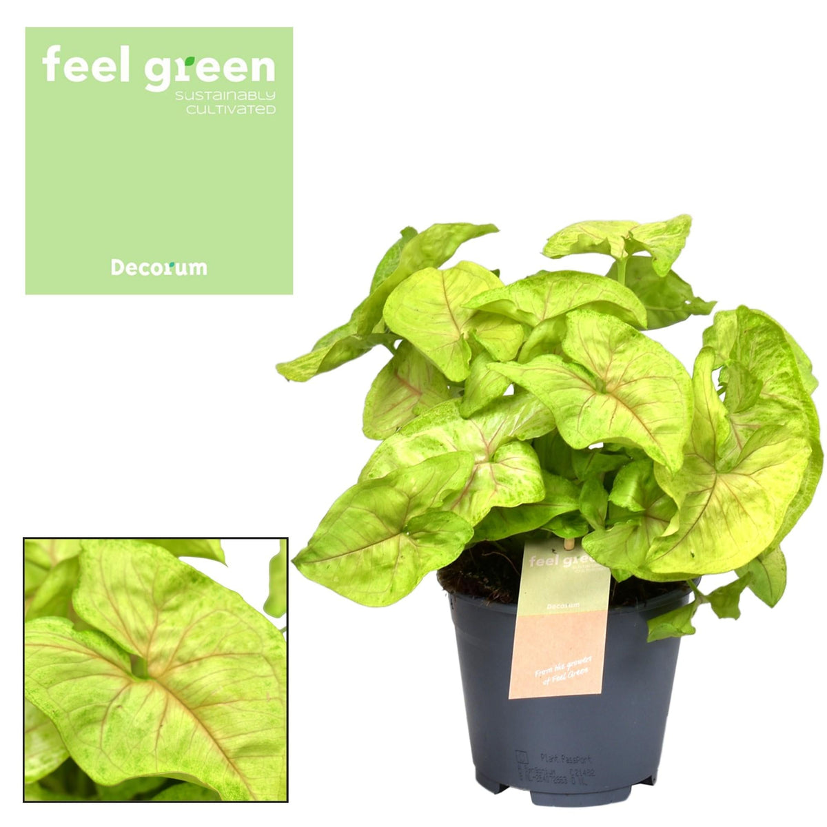 Syngonium Pflanzen – Pfeilblatt – verschiedene Arten - 15 - 30 cm hoch - Green Guardia - Ihr Experte für Schädlinge und Pflanzen