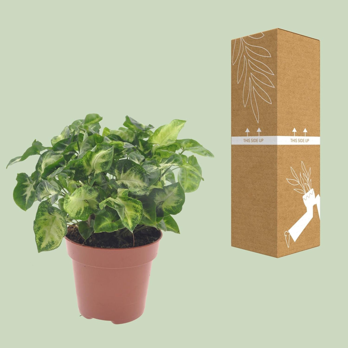 Syngonium ‘Pixie’ – Purpurtute - 20 - 30 cm - Green Guardia - Ihr Experte für Schädlinge und Pflanzen