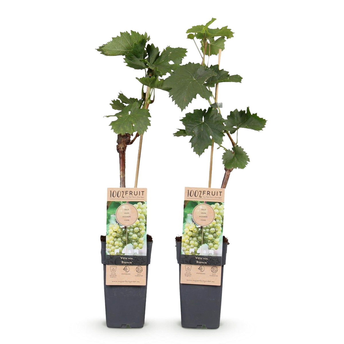 Tafeltraube ‘Bianca’ – weiße Sorte, 2 Pflanzen, 15 - cm Topf, 50 cm hoch - Green Guardia - Ihr Experte für Schädlinge und Pflanzen