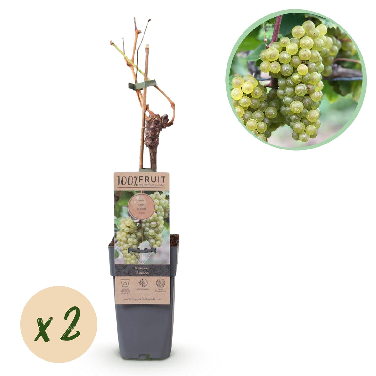Tafeltraube ‘Bianca’ – weiße Sorte, 2 Pflanzen, 15 - cm Topf, 50 cm hoch - Green Guardia - Ihr Experte für Schädlinge und Pflanzen