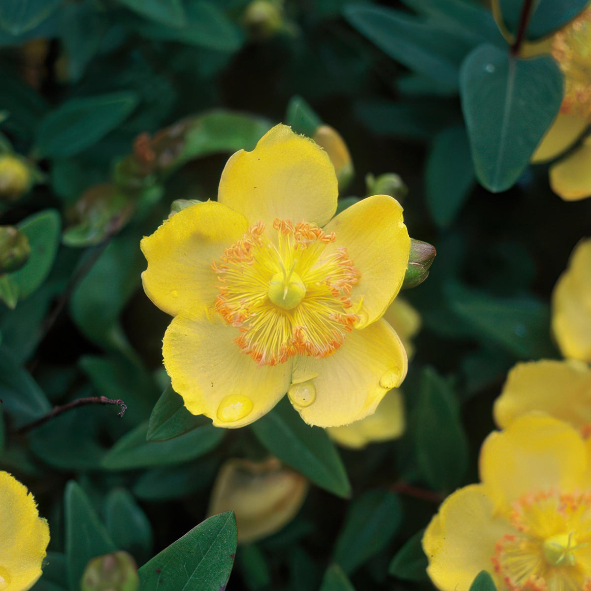 Teppich - Johanniskraut (Hypericum calycinum) – flach wachsend, 9 cm Topf, 10–25 cm - Green Guardia - Ihr Experte für Schädlinge und Pflanzen