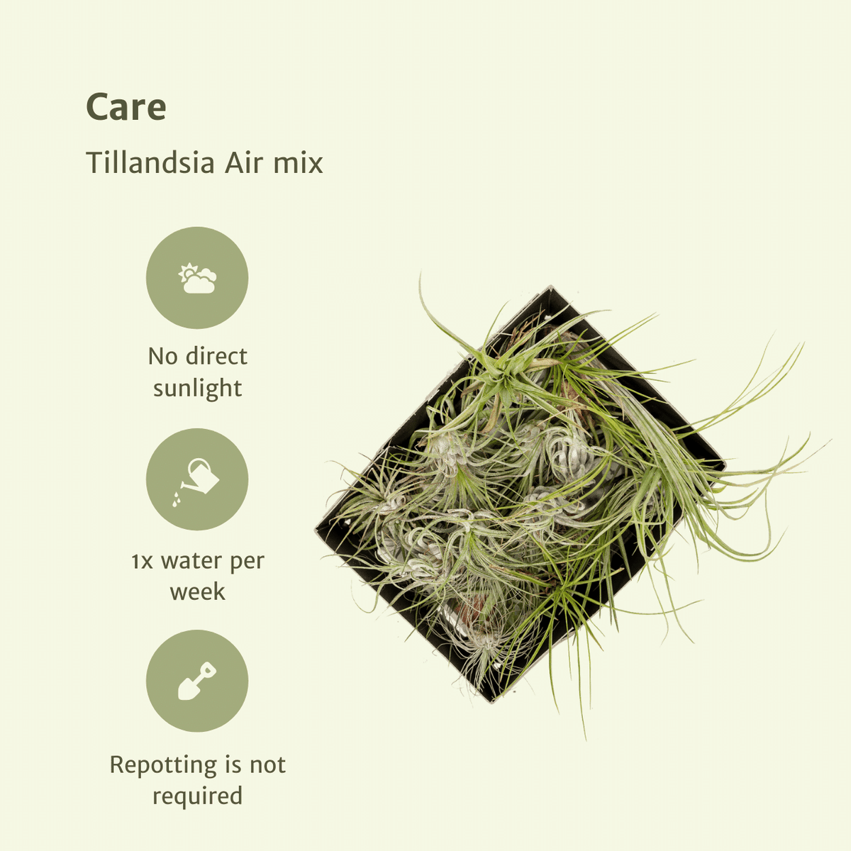 Tillandsia Air Mix – Luftpflanzen – 20 Stück – ca. 6 cm groß - Green Guardia - Ihr Experte für Schädlinge und Pflanzen