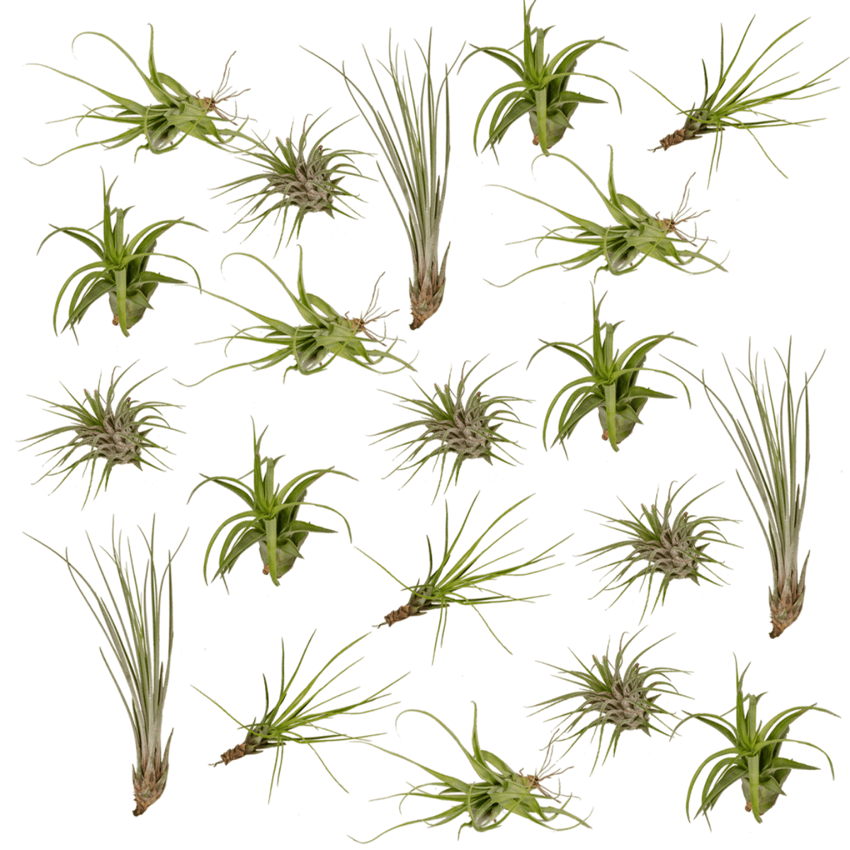 Tillandsia Air Mix – Luftpflanzen – 20 Stück – ca. 6 cm groß - Green Guardia - Ihr Experte für Schädlinge und Pflanzen