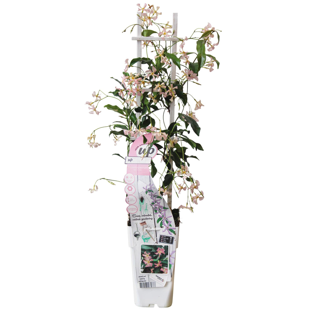 Toskanischer Jasmin ‘Star of Ibiza’ – rosa Blüten, immergrün, 15 cm Topf, 65 cm hoch - Green Guardia - Ihr Experte für Schädlinge und Pflanzen