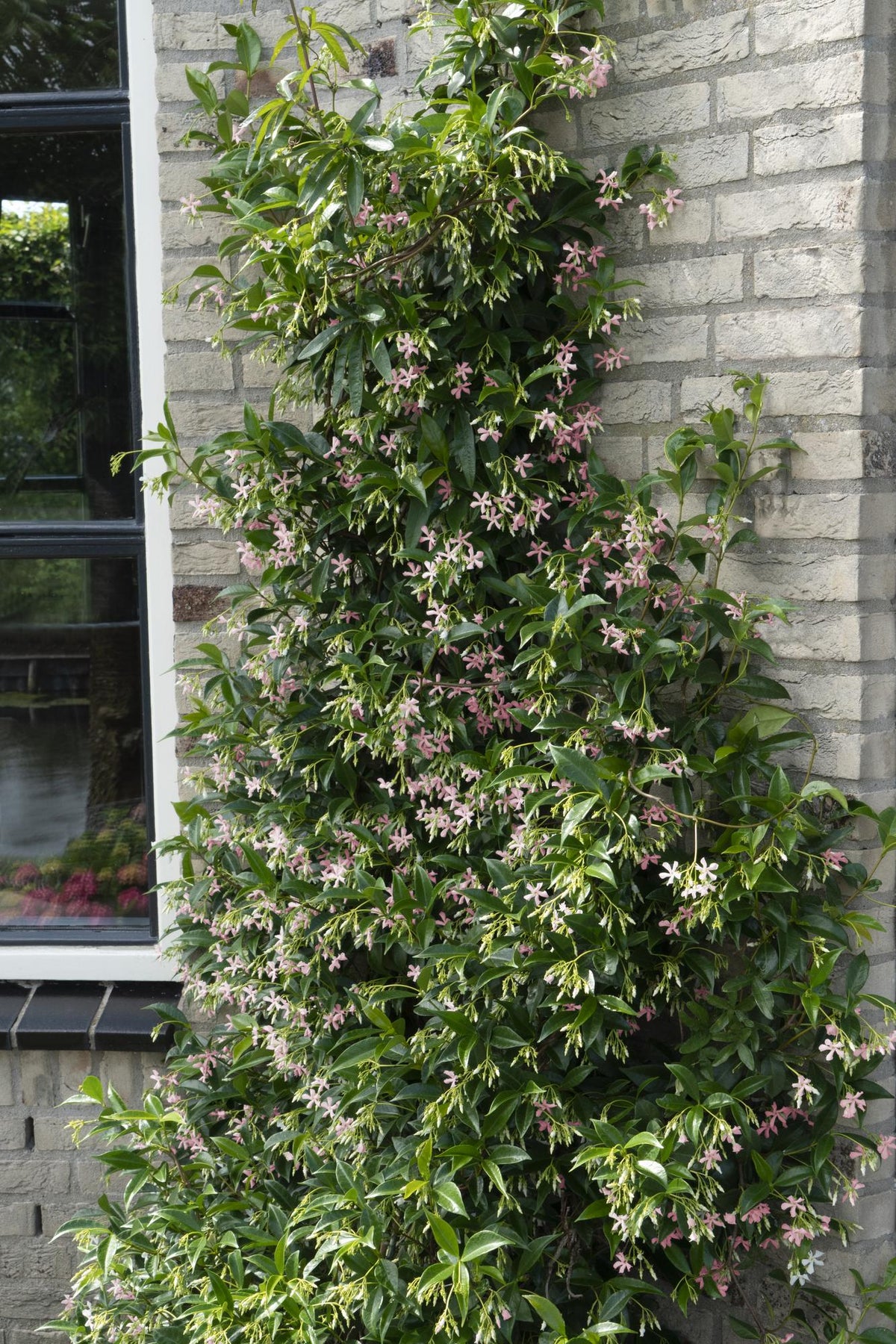 Toskanischer Jasmin ‘Star of Ibiza’ – rosa Blüten, immergrün, 15 cm Topf, 65 cm hoch - Green Guardia - Ihr Experte für Schädlinge und Pflanzen