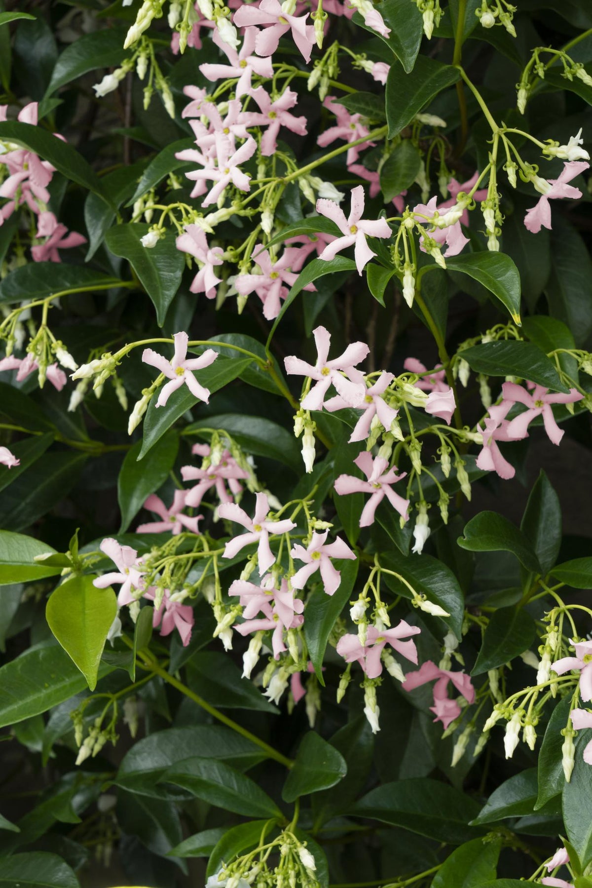 Toskanischer Jasmin ‘Star of Ibiza’ – rosa Blüten, immergrün, 15 cm Topf, 65 cm hoch - Green Guardia - Ihr Experte für Schädlinge und Pflanzen