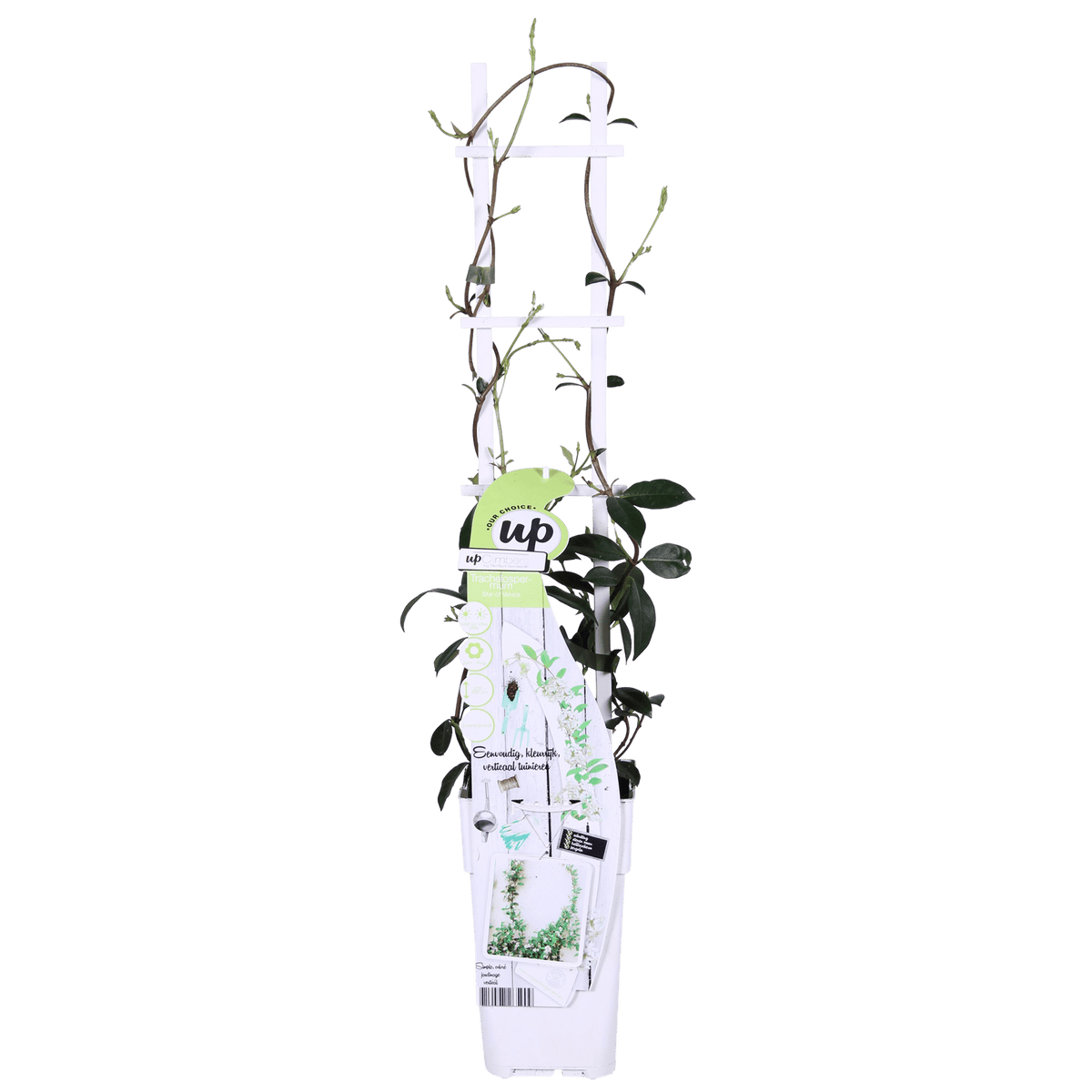 Trachelospermum ‘Star of Venice’ – immergrüner Jasmin, weiße Blüten, 15 cm Topf, 65 cm hoch - Green Guardia - Ihr Experte für Schädlinge und Pflanzen