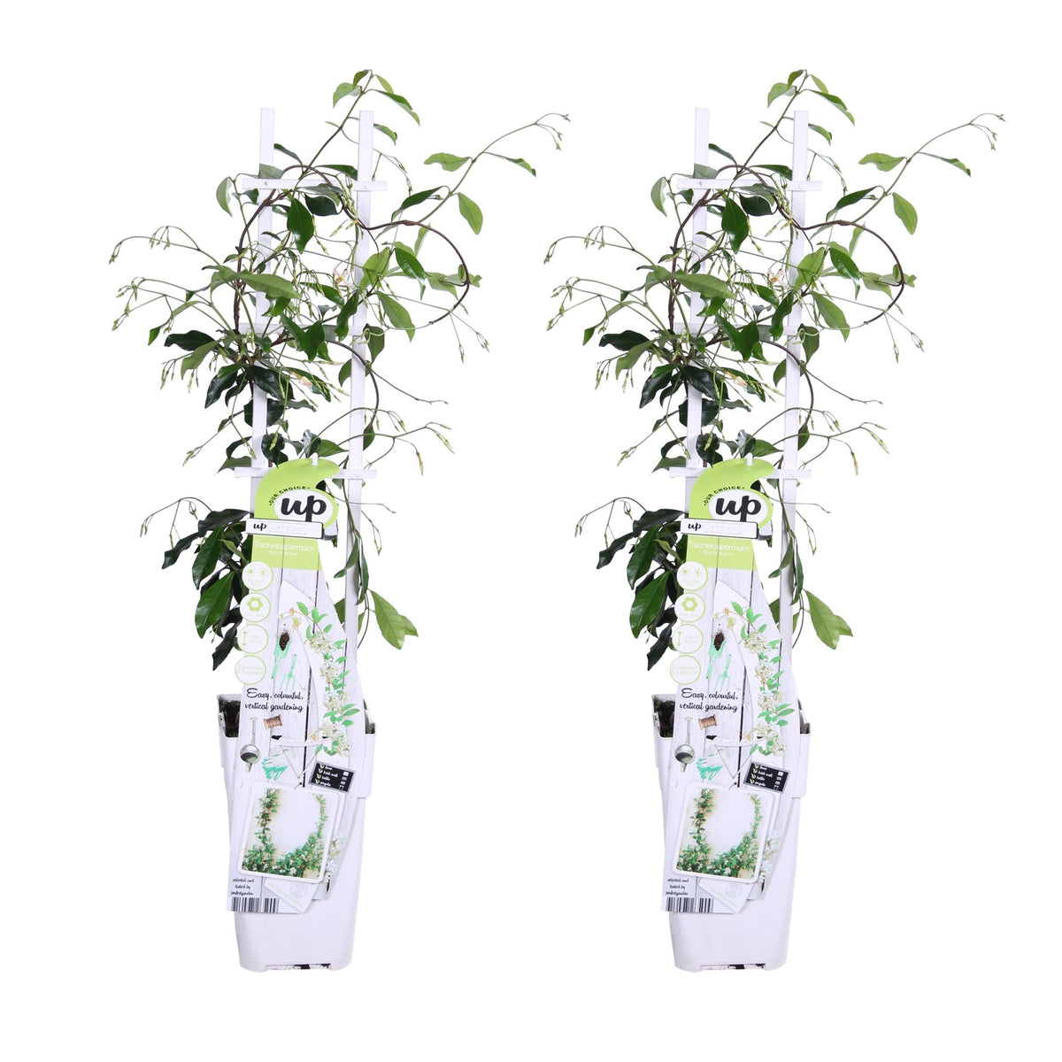 Trachelospermum ‘Star of Venice’ – immergrüner Jasmin, weiße Blüten, 15 cm Topf, 65 cm hoch - Green Guardia - Ihr Experte für Schädlinge und Pflanzen