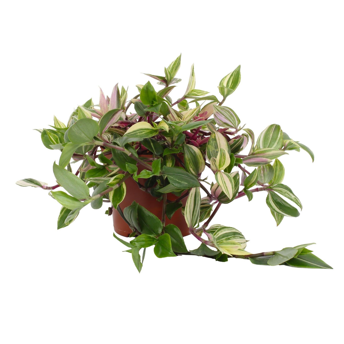 Tradescantia Quadricolor - Pink Pampas - 12cm Topf, 17cm hoch - Green Guardia - Ihr Experte für Schädlinge und Pflanzen