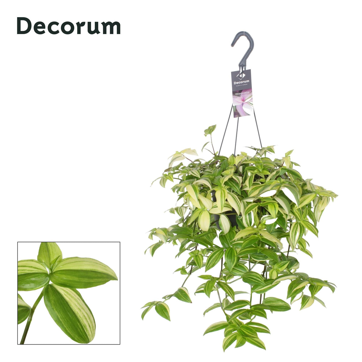 Tradescantia ‘Yellow Hill’ – Dreimasterblume – 17 cm Topf, 40 cm hoch - Green Guardia - Ihr Experte für Schädlinge und Pflanzen