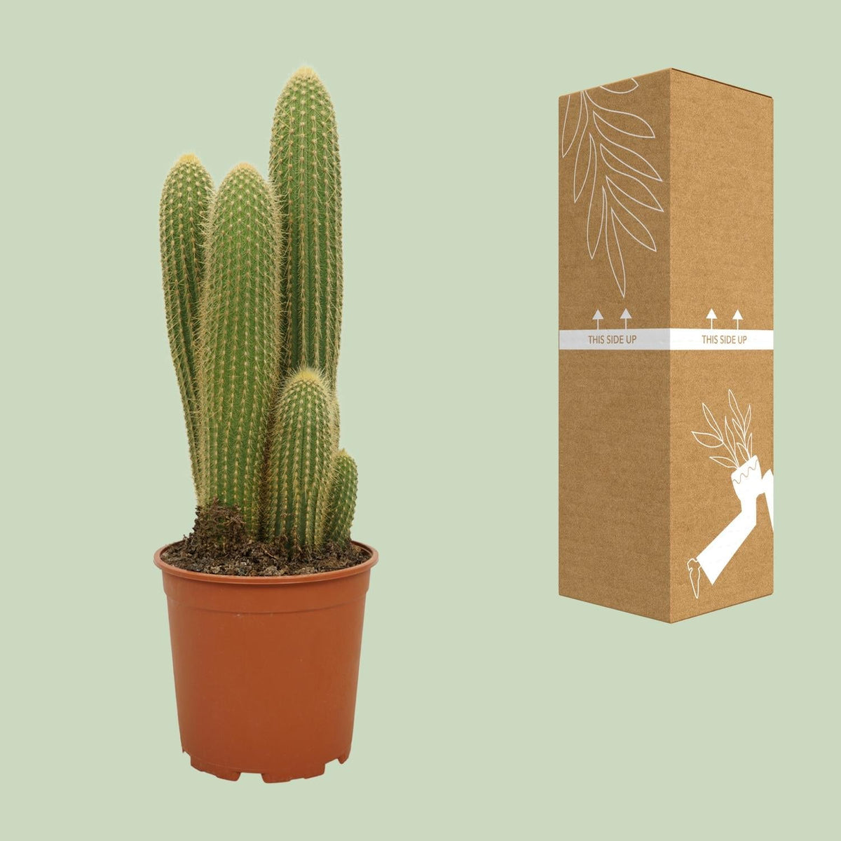 Vatricania guentheri – Kaktus – 21 cm Topf, 55 cm hoch - Green Guardia - Ihr Experte für Schädlinge und Pflanzen