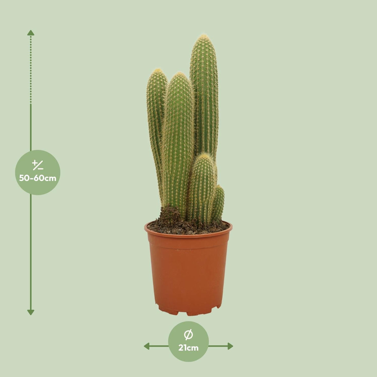 Vatricania guentheri – Kaktus – 21 cm Topf, 55 cm hoch - Green Guardia - Ihr Experte für Schädlinge und Pflanzen