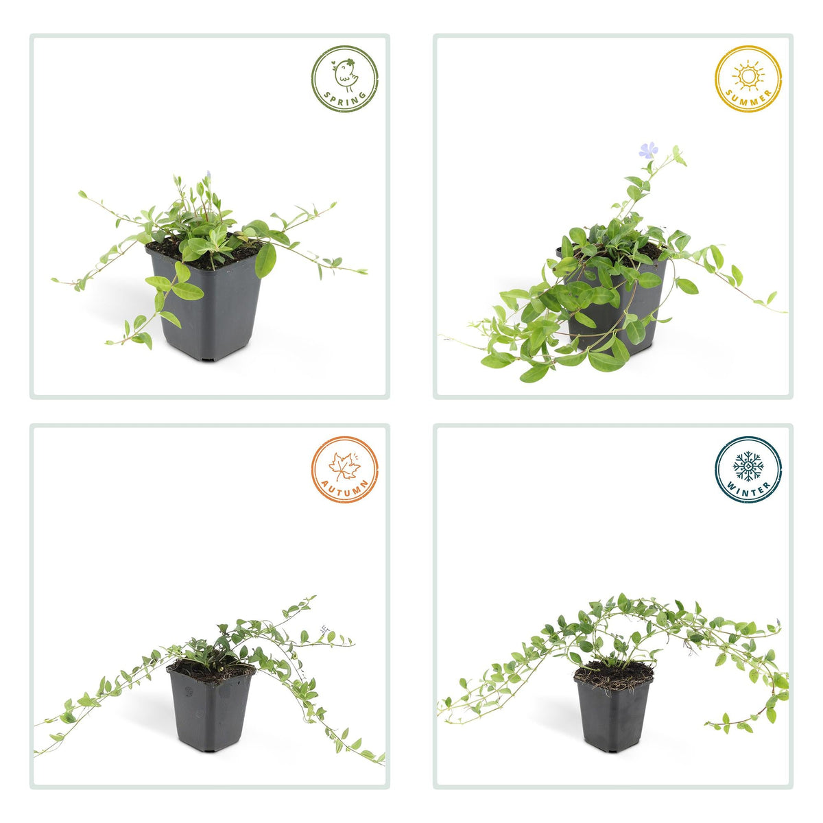 Vinca minor – bodendeckender Immergrün - Klassiker, 9 cm Topf, 10–25 cm Höhe - Green Guardia - Ihr Experte für Schädlinge und Pflanzen