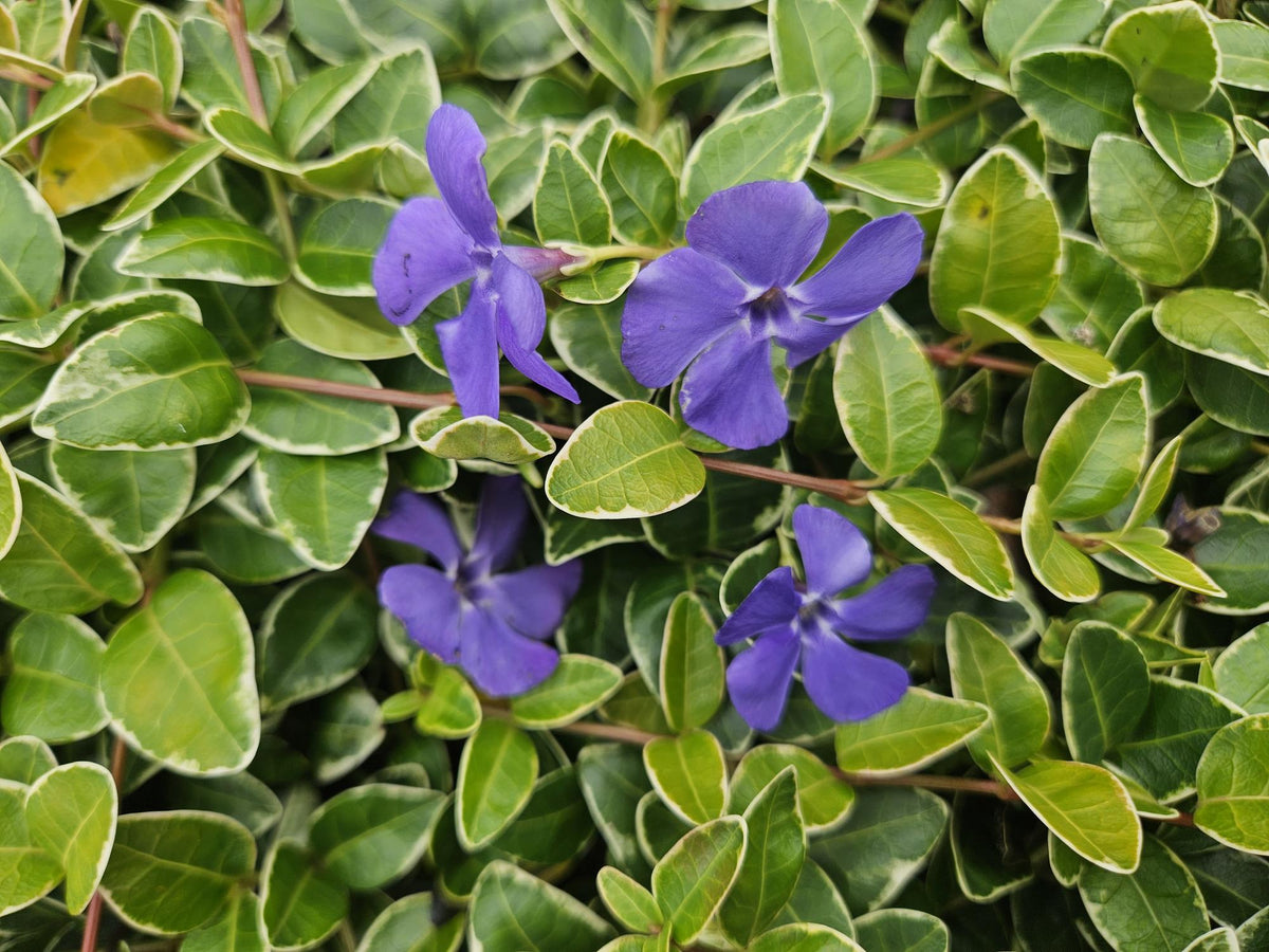 Vinca minor ‘Ralph Shugert’ – weiß gerandetes Immergrün, 9 cm Topf, 10–25 cm Höhe - Green Guardia - Ihr Experte für Schädlinge und Pflanzen