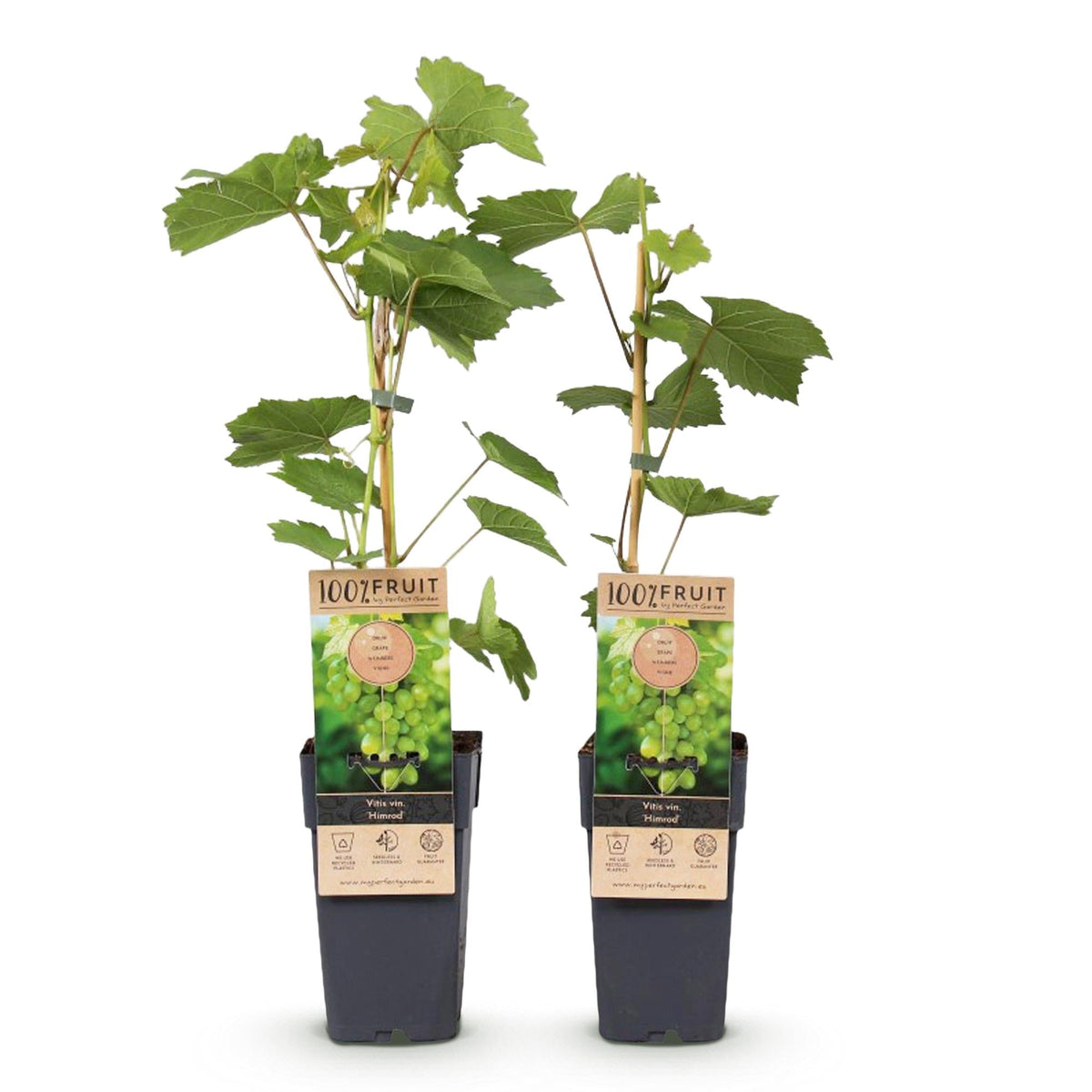 Vitis vinifera ‘Himrod’ – kernlose weiße Tafeltraube, 2 Pflanzen, 15 cm Topf, 50 cm Höhe - Green Guardia - Ihr Experte für Schädlinge und Pflanzen