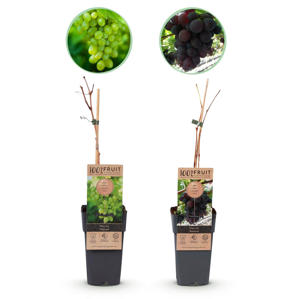 Vitis vinifera ‘Vanessa’ & ‘Himrod’ – kernlose Trauben, lila & weiß, 2 Pflanzen, 15 - cm Topf, 50 cm Höhe - Green Guardia - Ihr Experte für Schädlinge und Pflanzen