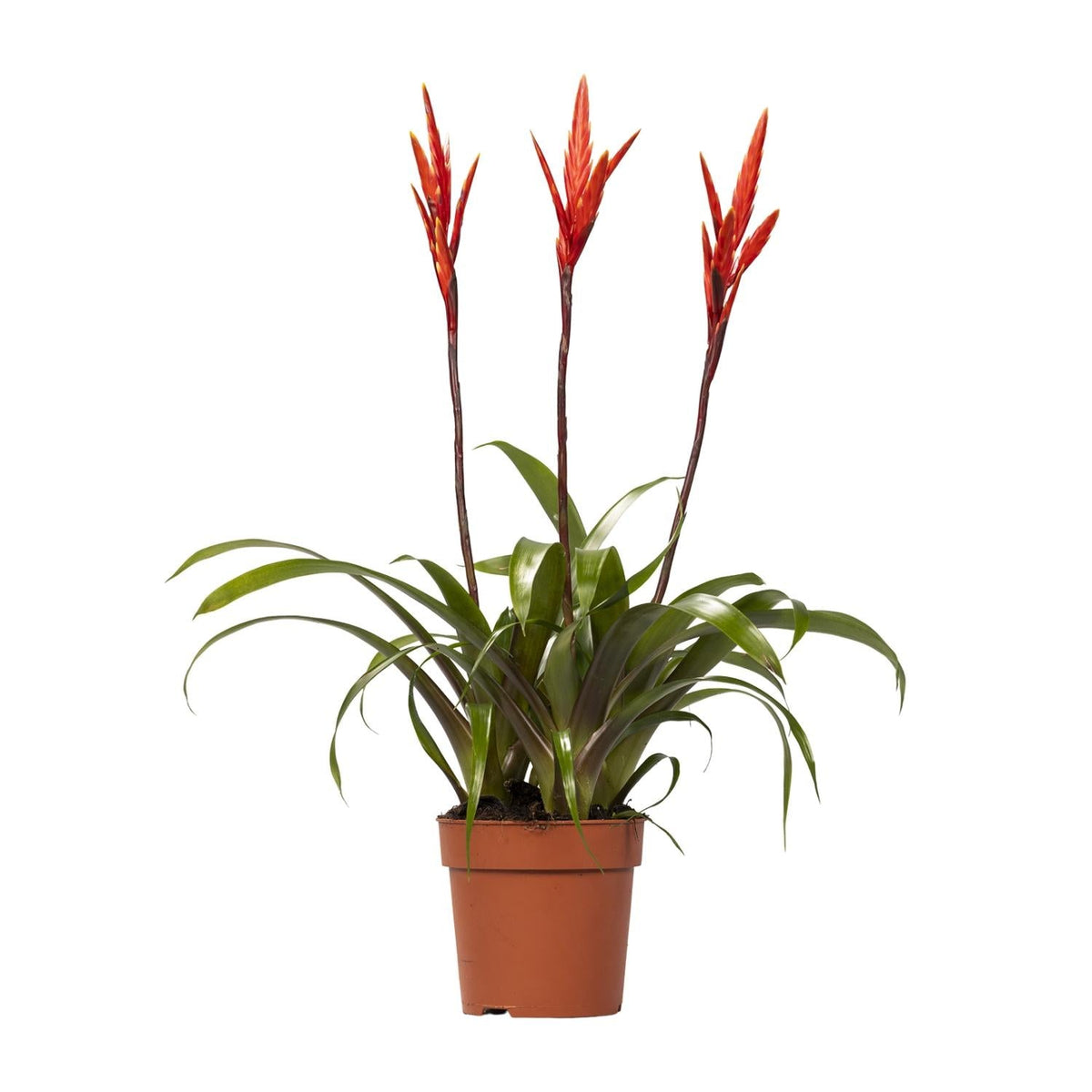 Vriesea ‘Elan Toef’ – Flammendes Schwert - 12 cm Topf, 55 cm hoch - Green Guardia - Ihr Experte für Schädlinge und Pflanzen
