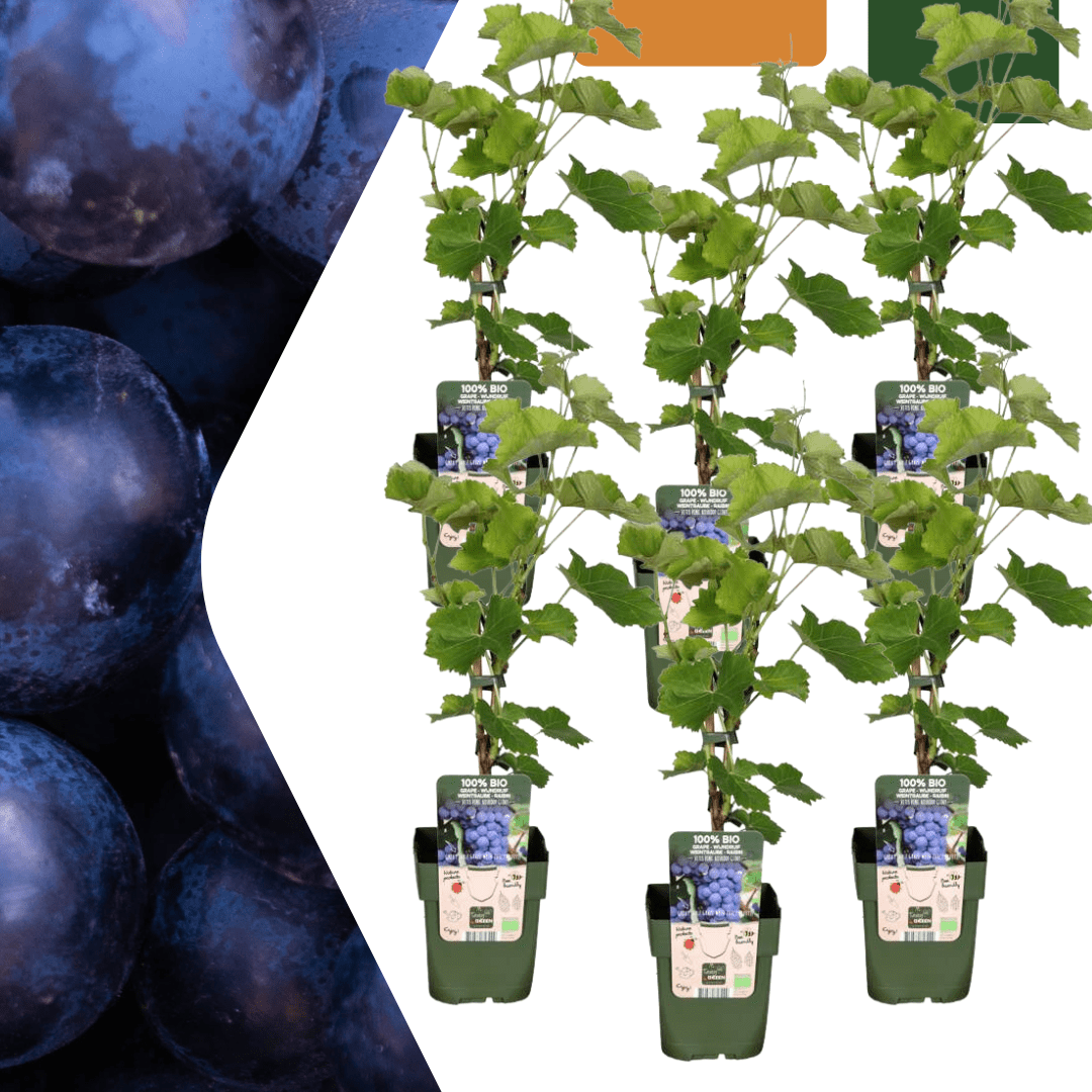 Weinrebe (Bio) – 13 cm Topf, 20 cm Höhe - Green Guardia - Ihr Experte für Schädlinge und Pflanzen