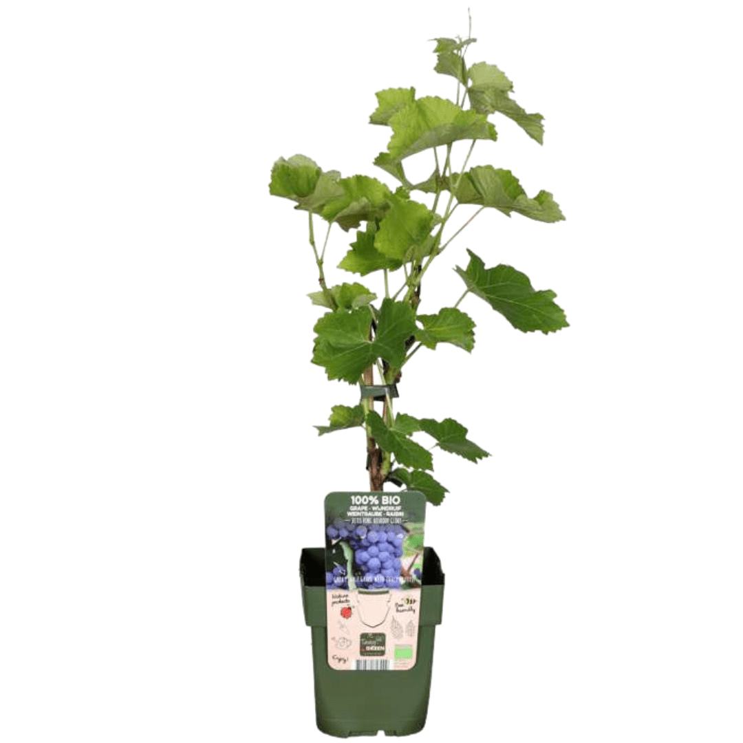 Weinrebe (Bio) – 13 cm Topf, 20 cm Höhe - Green Guardia - Ihr Experte für Schädlinge und Pflanzen