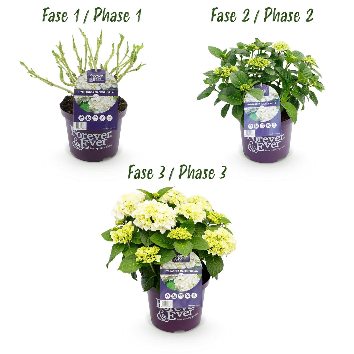 Weiße Hortensie ‘Forever & Ever’ – kompakte Balkonpflanze, 23 cm Topf, 55 cm hoch - Green Guardia - Ihr Experte für Schädlinge und Pflanzen