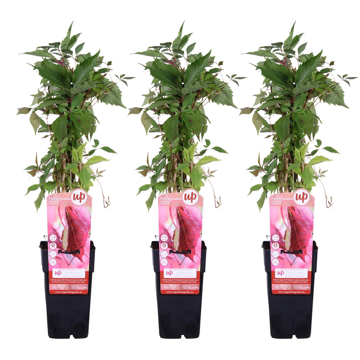 Wilder Wein ‘Engelmannii’ – schnellwachsende Kletterpflanze, 15 cm Topf, 65 cm - Green Guardia - Ihr Experte für Schädlinge und Pflanzen