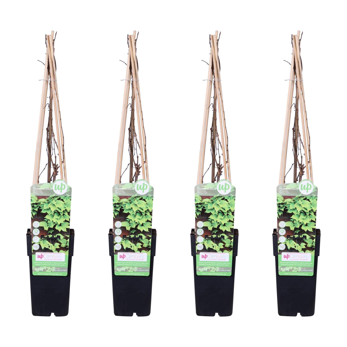 Wilder Wein ‘Veitch Boskoop’ – robuste Kletterpflanze, 15 cm Topf, 65 cm hoch - Green Guardia - Ihr Experte für Schädlinge und Pflanzen